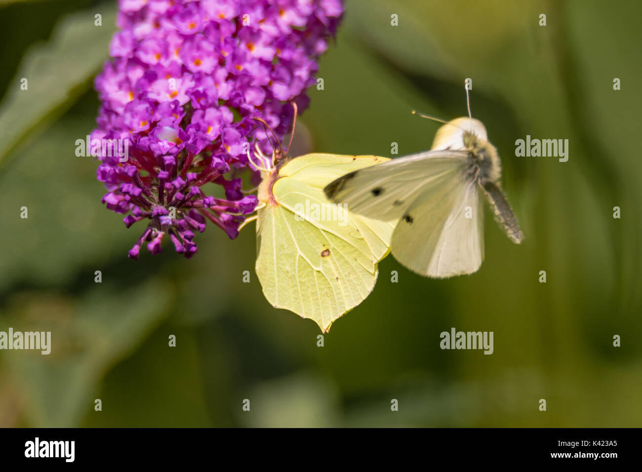 Small white (Pieris rapae) and Brimstone (Gonepteryx rhamni) butterflies. Male small white investigates potential mate in a case of mistaken identity Stock Photo