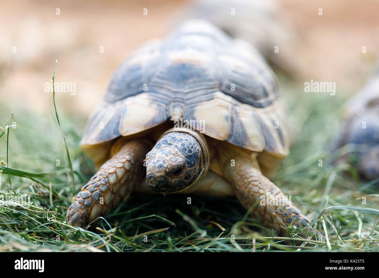 Russian tortoise (Agrionemys horsfieldii), also commonly known as Horsfield's tortoise or the Central Asian tortois Stock Photo