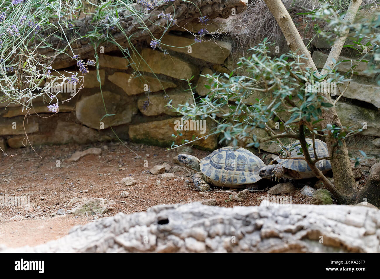 Russian tortoise (Agrionemys horsfieldii), also commonly known as Horsfield's tortoise or the Central Asian tortois Stock Photo