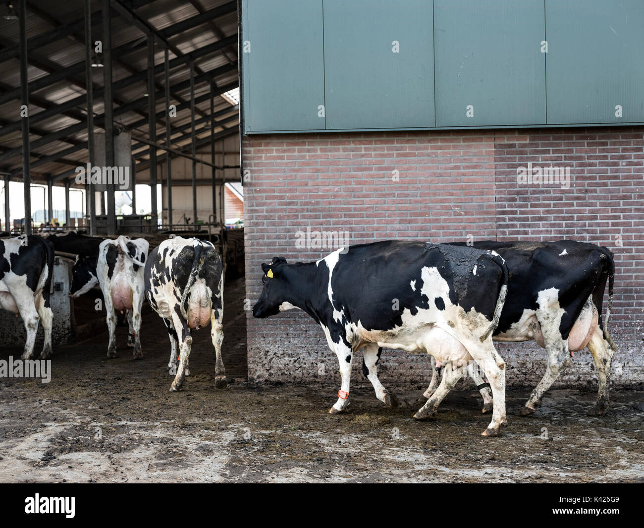 black and white holstein cows enter barn of dairy farm in the ...