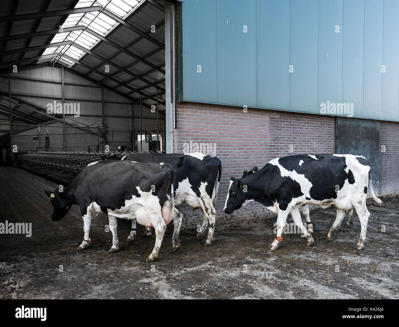 black and white holstein cows enter barn of dairy farm in the ...