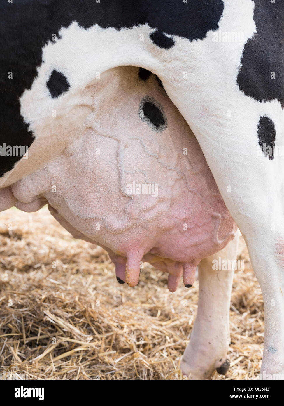 Full udders hires stock photography and images Alamy