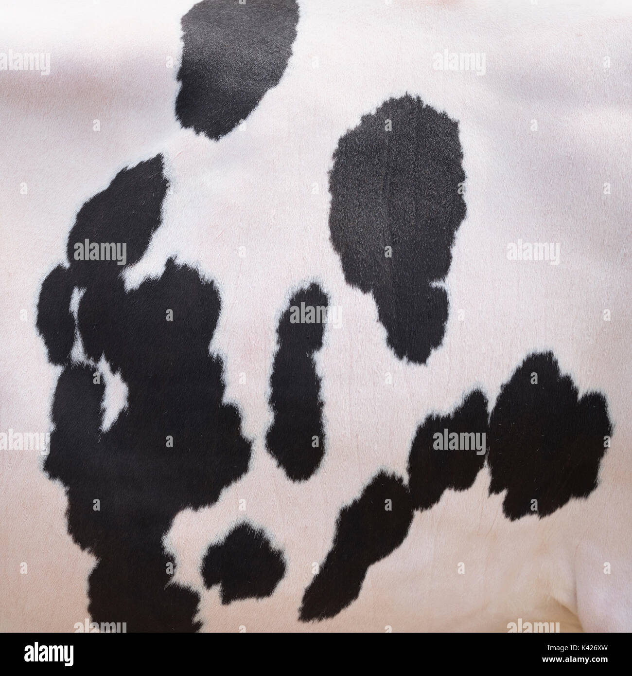 Black Spots On White Cowhide Of Domestic Price Cow In The