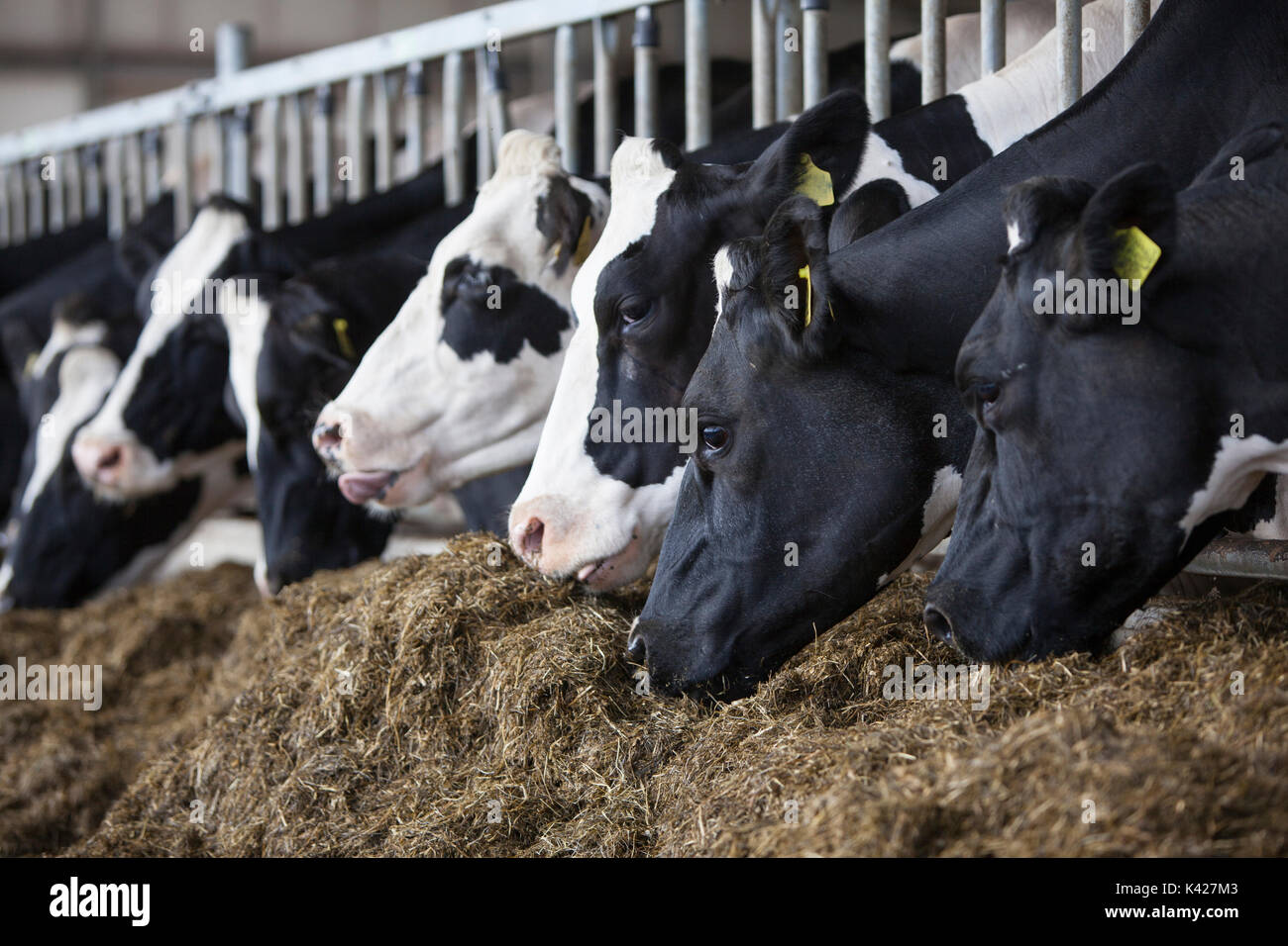 heads of black and white holstein cows feeding on grass in stable in ...