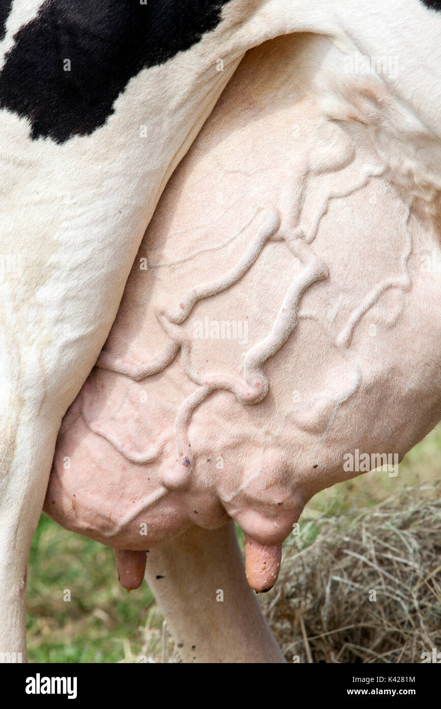 large udder under prize winning black and white cow in the netherlands Stock Photo