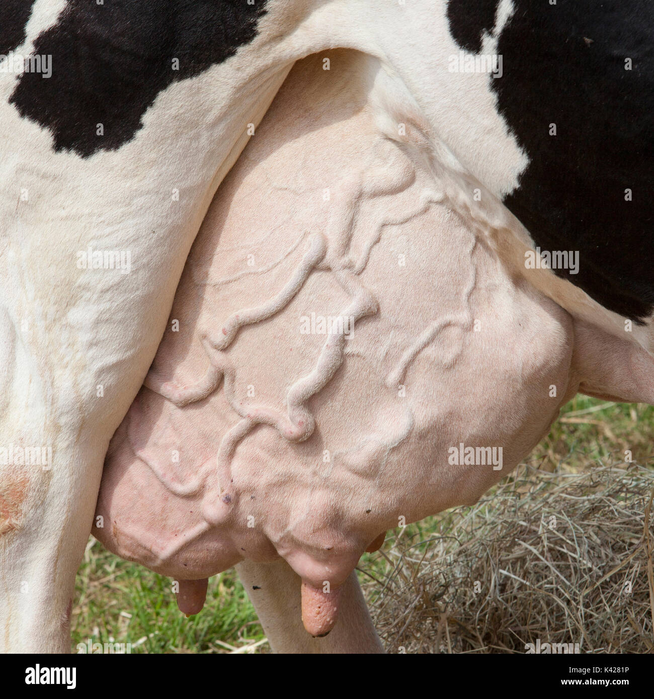 large udder under prize winning black and white cow in the netherlands Stock Photo