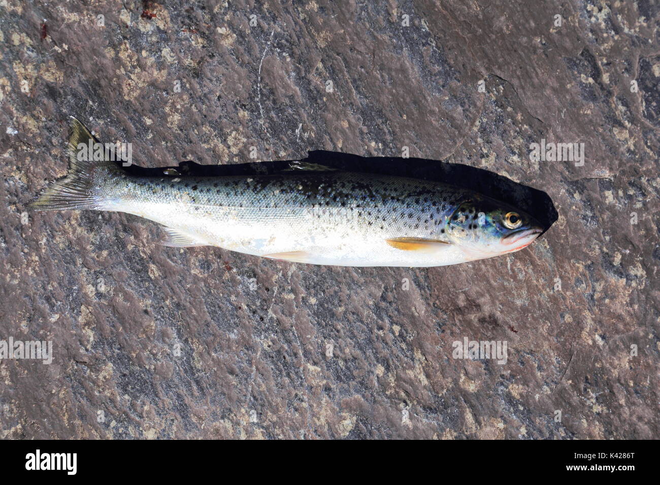 Sea trout Salmo trutta morpha trutta caught in fjord in Norway Stock Photo