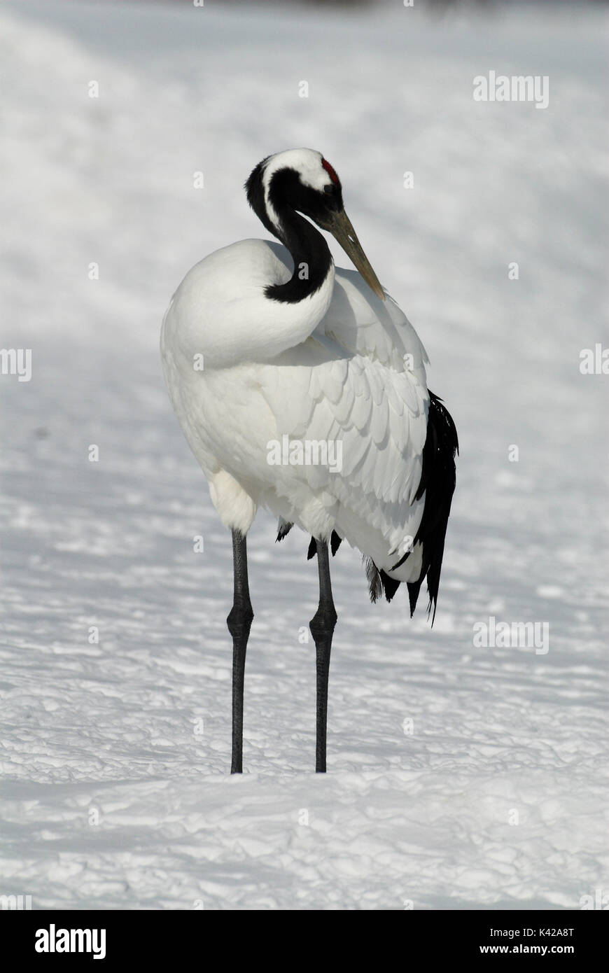 Red-crowned crane - Wikipedia