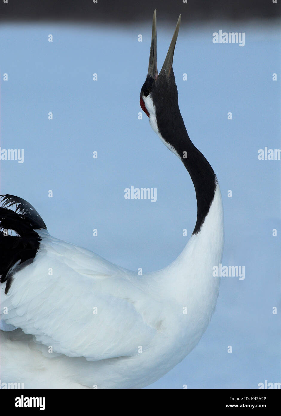 Red Crowned Crane, Grus japonensis, close up, displaying, dancing, head back, beak open, calling, Hokkaido Island, japanese, Asian, cranes, tancho, cr Stock Photo