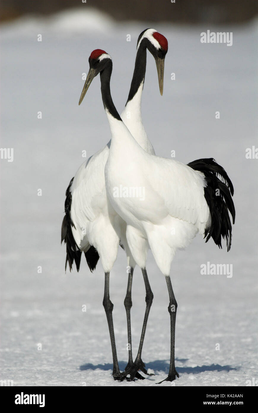 Red Crowned Crane, Grus japonensis, pair, displaying, dancing, together