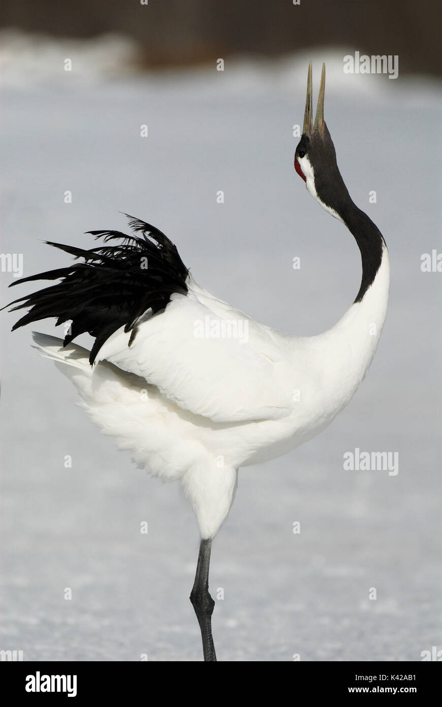 Red Crowned Crane, Grus japonensis, displaying, dancing, calling, head back, Hokkaido Island, japanese, Asian, cranes, tancho, crested, white, black,  Stock Photo