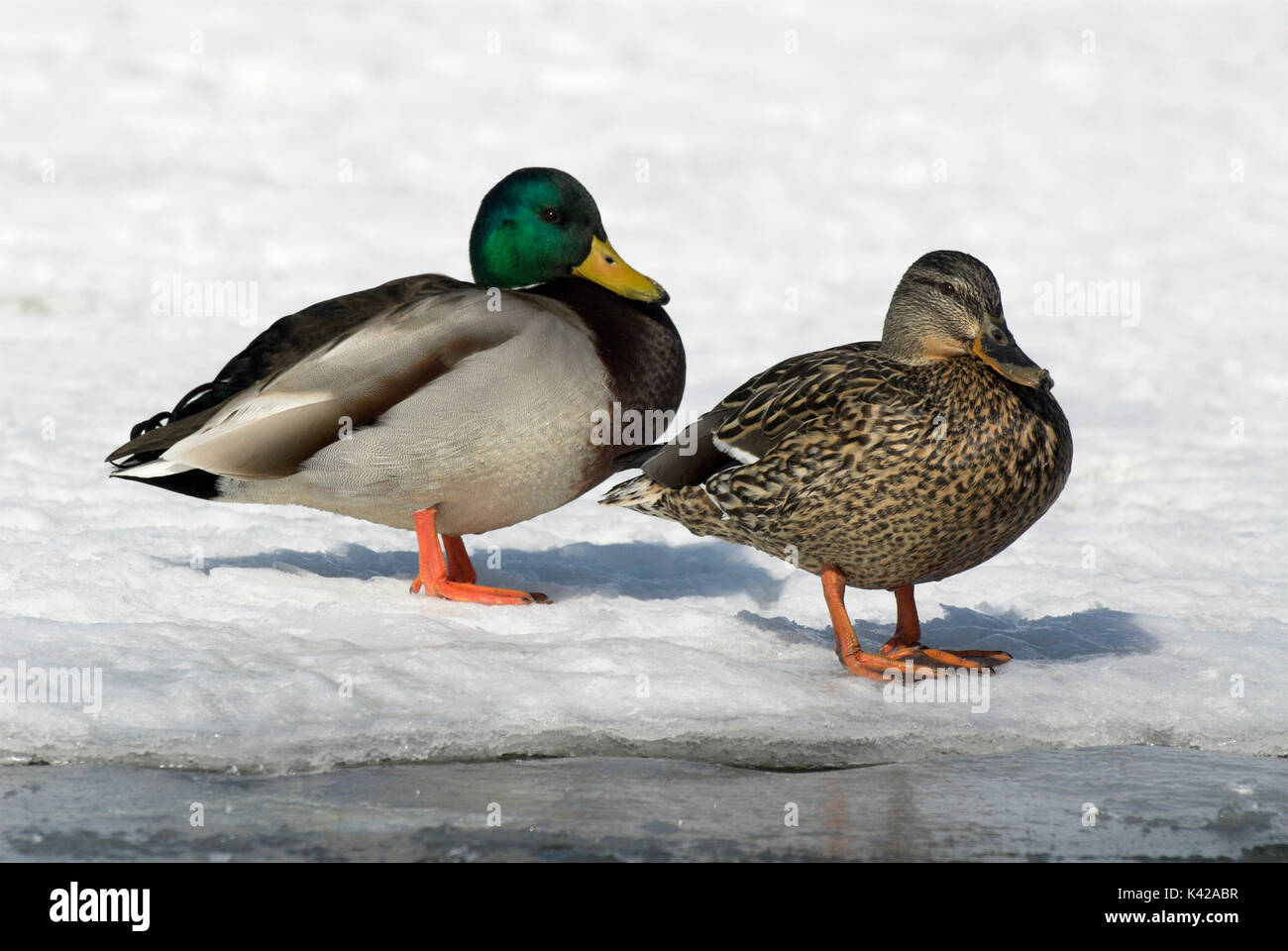 Male Female Mallard Duck Anus Platyrhynchos Standing On Frozen