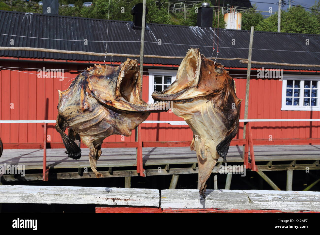 Dried cod fish in traditional fishing village of Nusfjord in Lofoten