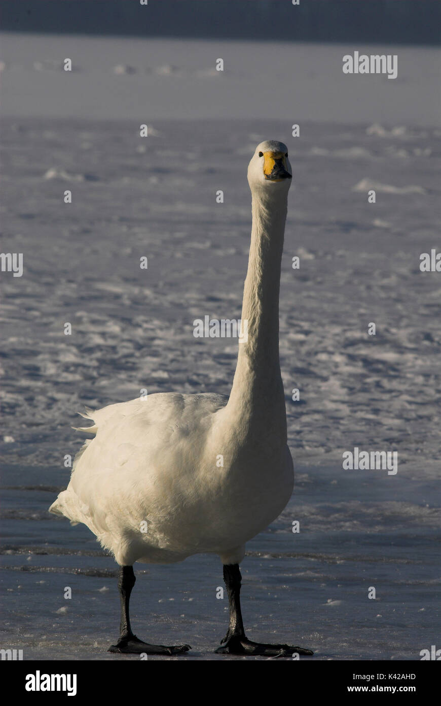 Whooper swan, Cygnus cygnus, standing on ice, lake Kussharo-ko, Hokkaido Island, Japan, japanese, Asian, wilderness, wild, untamed, ornithology, snow, Stock Photo