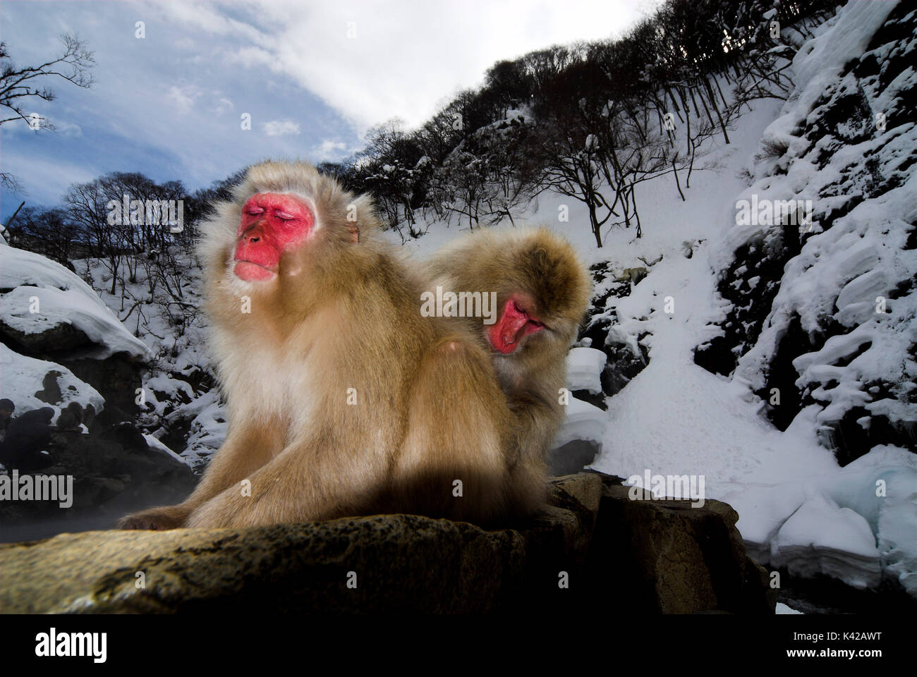 Japanese Macaque, Macaca, fuscata, adult grooming one another ...