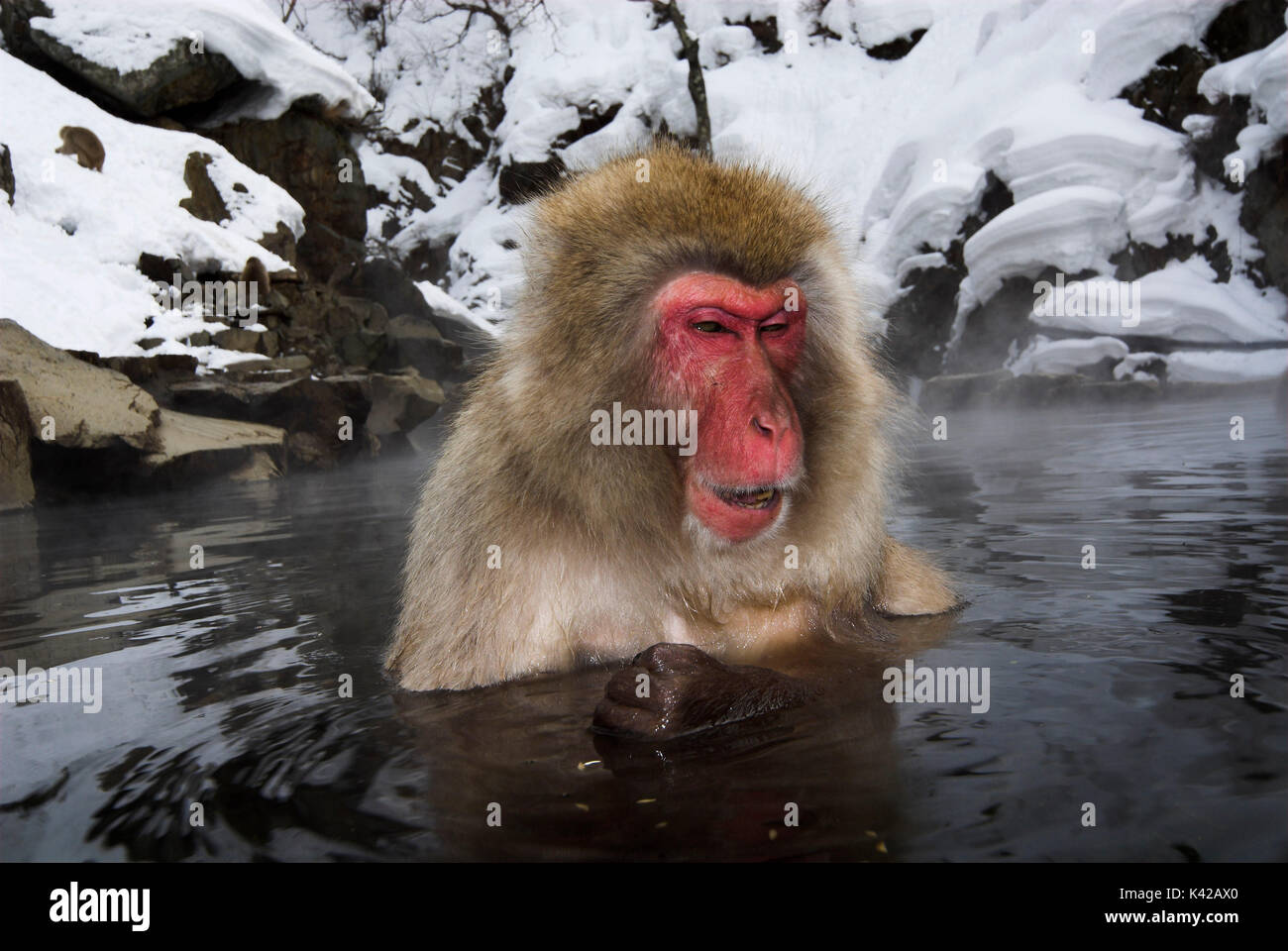 Japanese Macaque, Macaca, fuscata, adult bathing in hot spring water ...