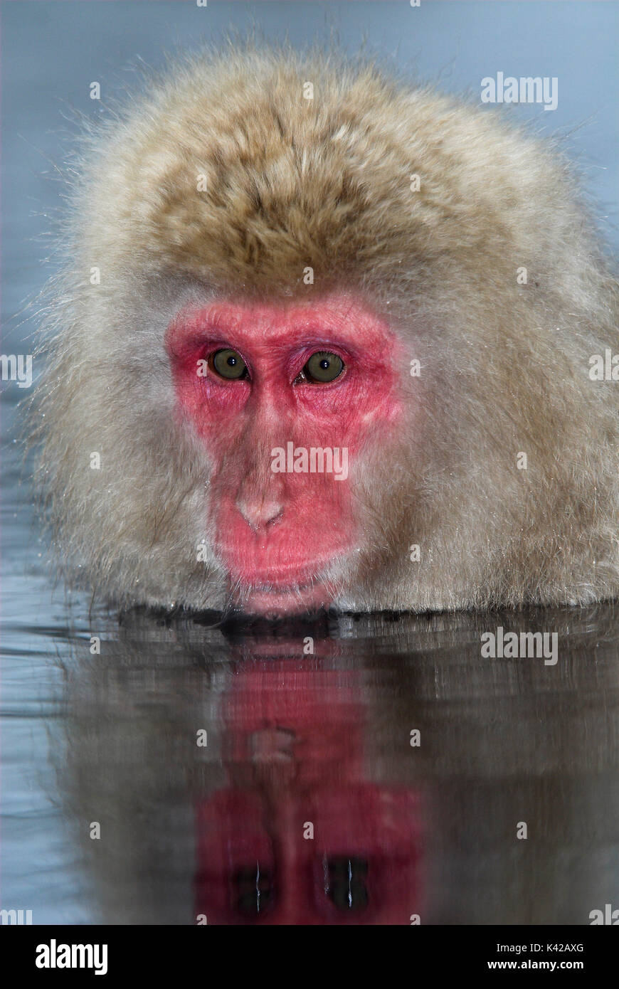 Japanese Macaque, Macaca, fuscata, adult bathing in hot spring water ...