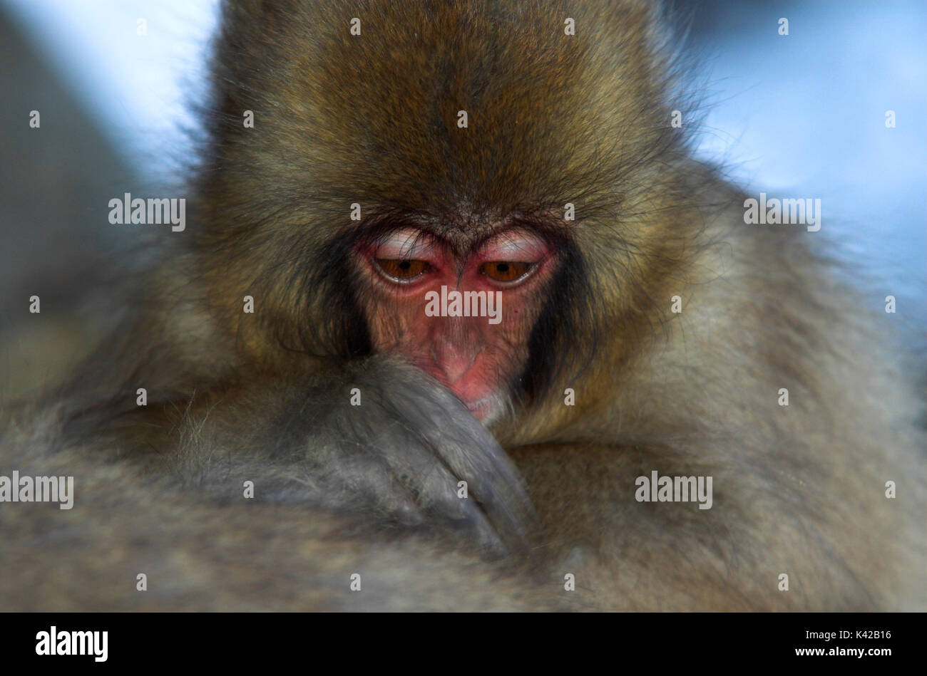 Japanese Macaque, Macaca, fuscata, young grooming adult, Jigokudani ...