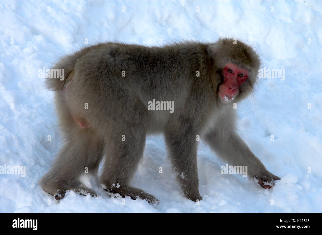 Japanese Macaque, Macaca, fuscata, adult foraging for food, Jigokudani ...