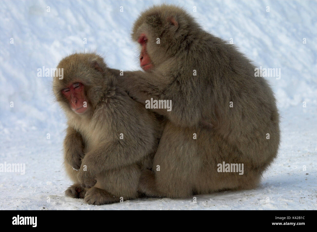 Japanese Macaque, Macaca, fuscata, young and adult sitting together ...