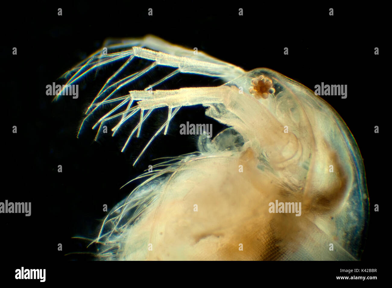 Daphnia longispina, common water flea, Water fleas (Cladocera), crustaceans, found in freshwater habitat, transparent, anatomical features can easily  Stock Photo