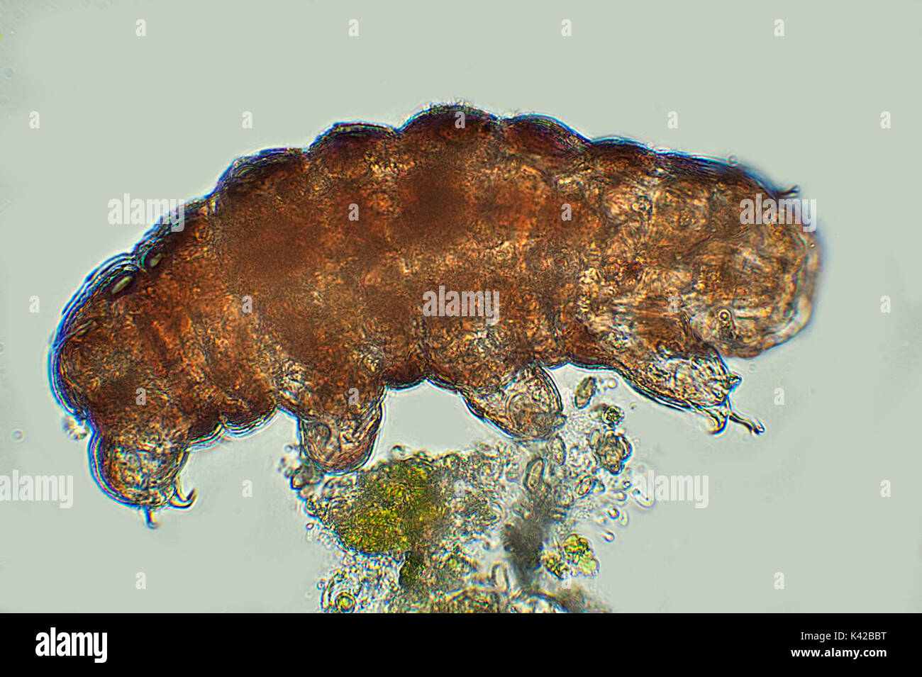 Water Bear, Phylum Tardigrade, microscopic, free swimming, microscope, freshwater, Blue background, outline, transparent, White Light Illumination, po Stock Photo