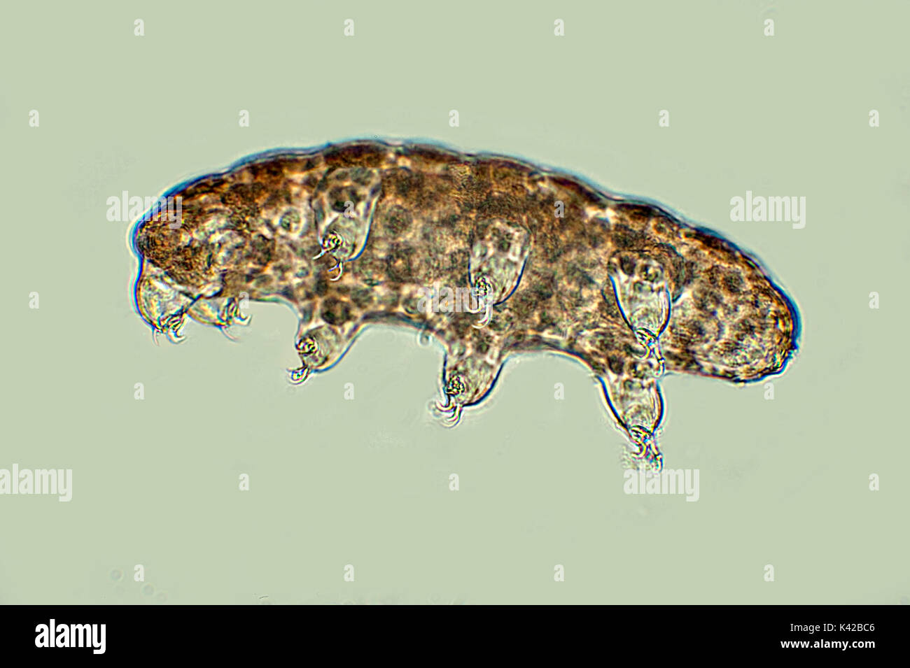 Water Bear, Phylum Tardigrade, showing all eight 8 legs, microscopic, free swimming, microscope, freshwater, Blue background, outline, transparent, Wh Stock Photo