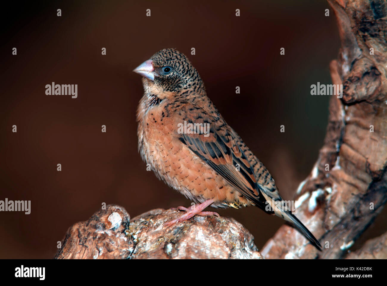 Cut Throat Finch, Amadina fasciata, female, Gambia, West Africa Stock Photo