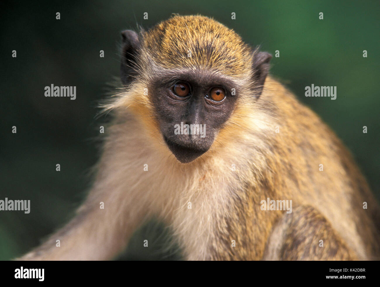 Vervet Monkey, Cercopithecus aethiops, West Africa Stock Photo - Alamy