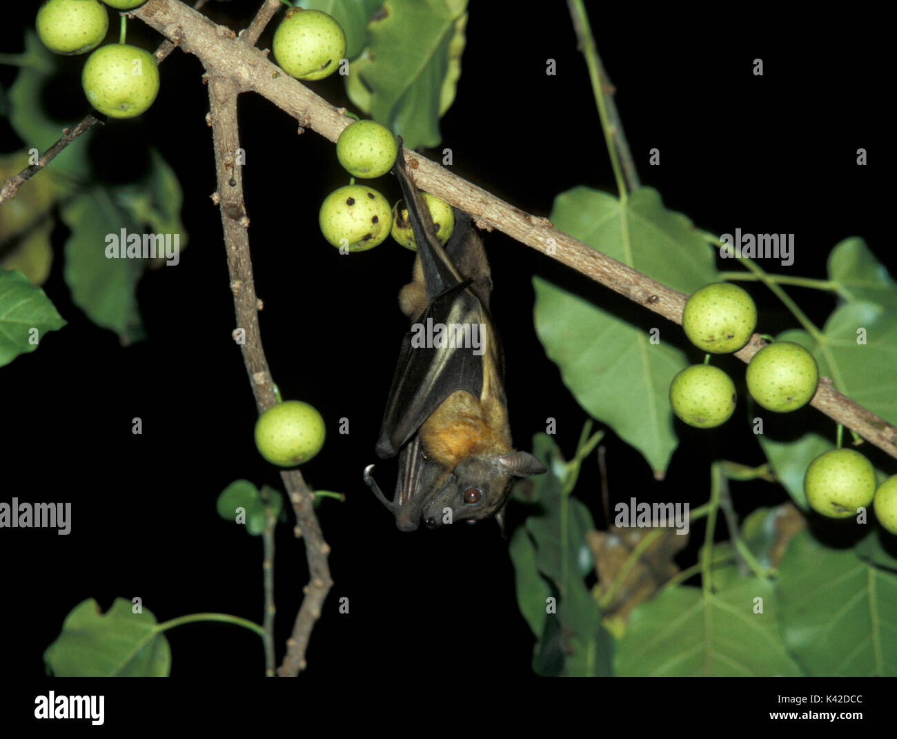 Fruit Bat, feeding on fig tree fruit, West Africa Stock Photo Alamy