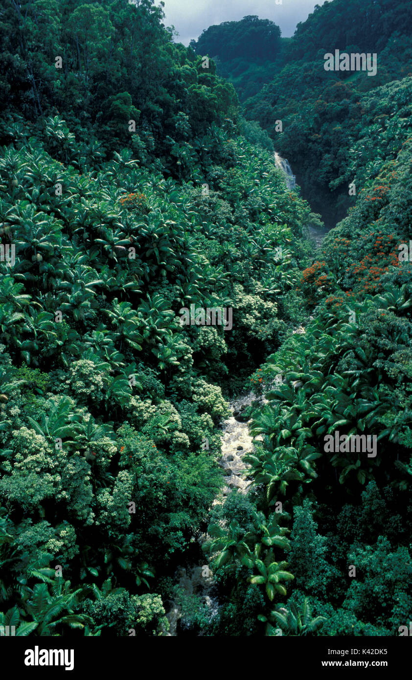 Palm Trees & Jungle, Kauai, Hawaii Islands, showing a number of