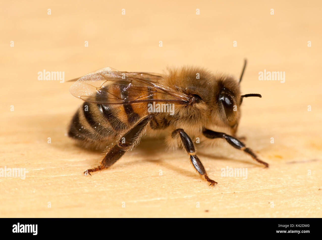 Worker european honey bee hi-res stock photography and images - Alamy
