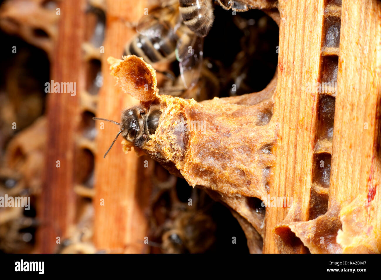 New Queen Honey Bee, hatching from queen cell within hive, Apis