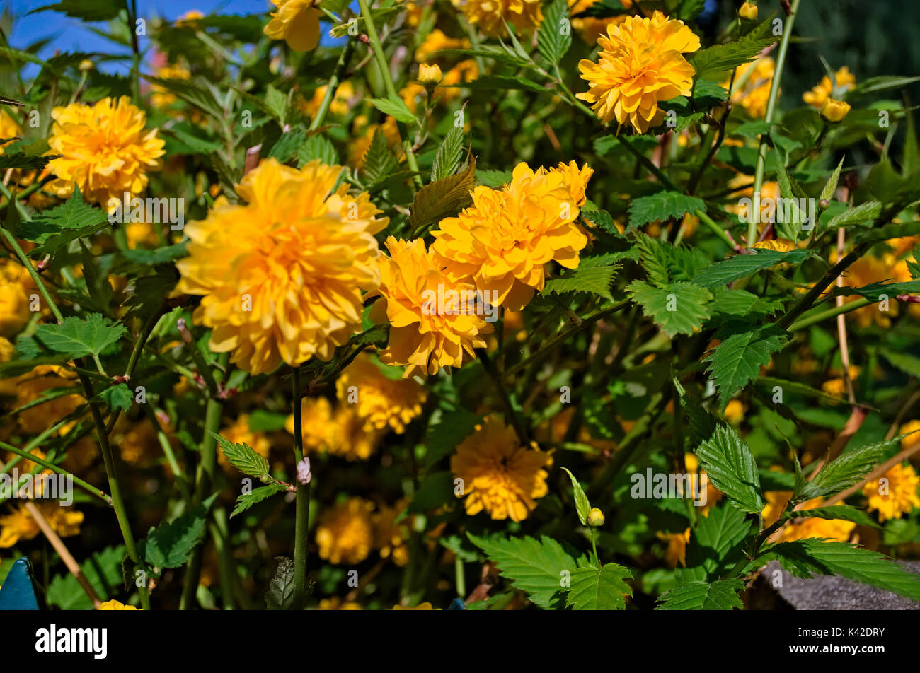 yelow-grass-hi-res-stock-photography-and-images-alamy