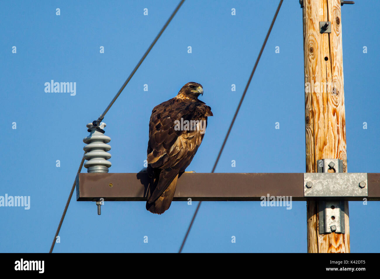 Eagle 6 Stock Photos Eagle 6 Stock Images Alamy