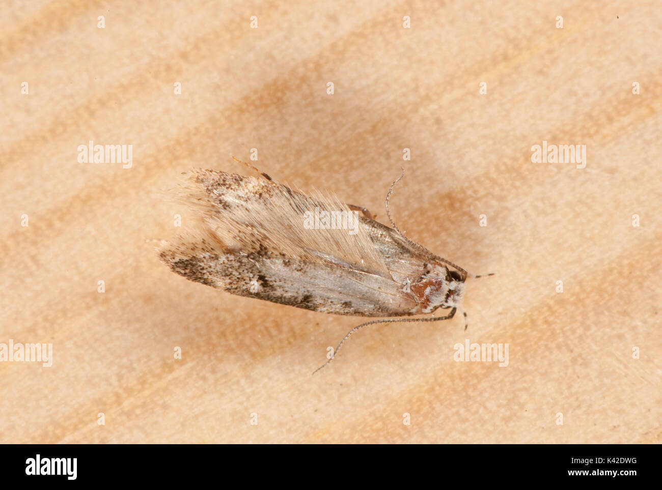 Lesser Wax Moth, Achroia grisella, pest to Honey Bee, Apis mellifera, Kent UK, caterpillars or larvae feed on honey, beeswax, stored pollen, bee shell Stock Photo