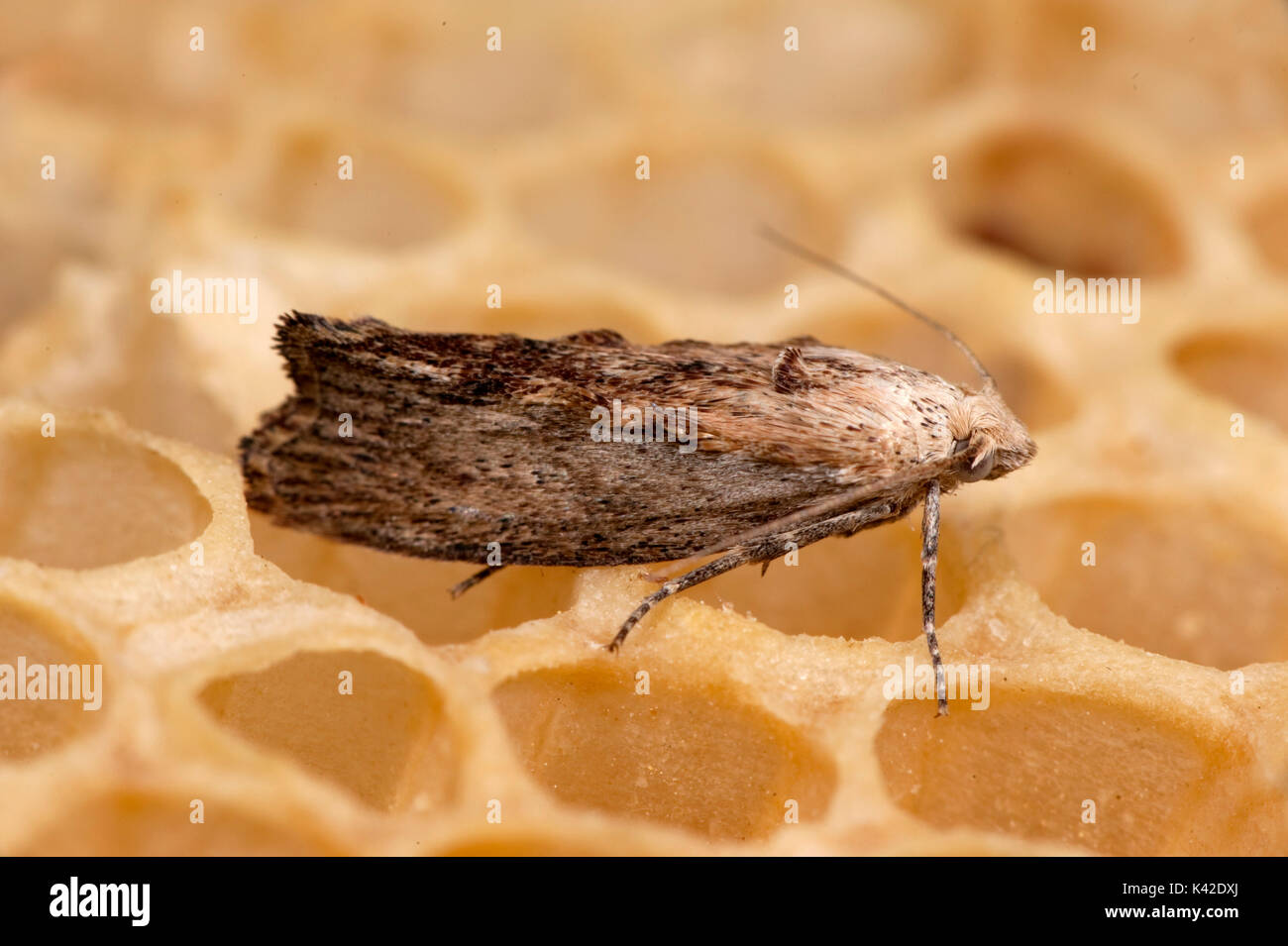 Greater Wax Moth, Galleria mellonella, pest to Honey Bee, Apis mellifera, Kent UK, caterpillars or larvae feed on  honeycomb which damage the colony a Stock Photo