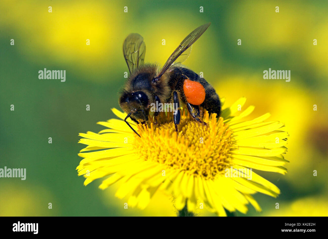 Honey Bee, Apis mellifera, worker bee with pollen sacks on legs