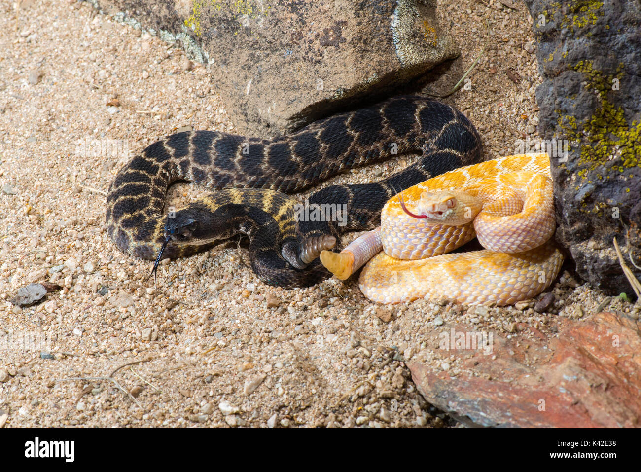 Western Diamondback Rattlesnake Crotalus atrox Tucson, Pima County, Arizona, United States 28 August 2017       Adults (Melanistic Male and Leucistic  Stock Photo