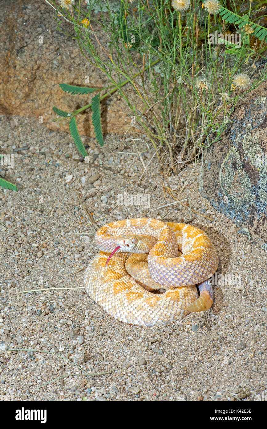 Western Diamondback Rattlesnake Crotalus atrox Tucson, Pima County
