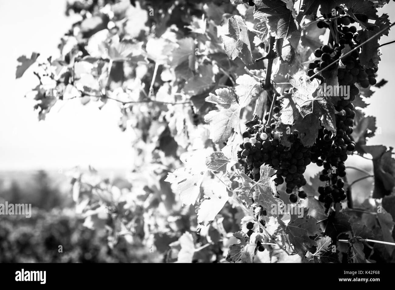 Storm is approaching the vineyards in the fields of Collio, Italy Stock Photo