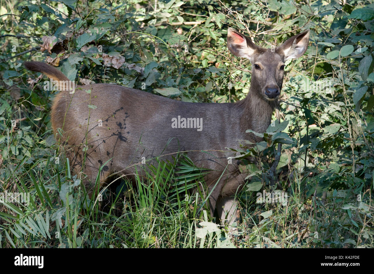 Sambar Deer, Cervus unicolor, Female, Doe, Kanha Tiger Reserve, National  Park, Madhya Pradesh, India Stock Photo - Alamy