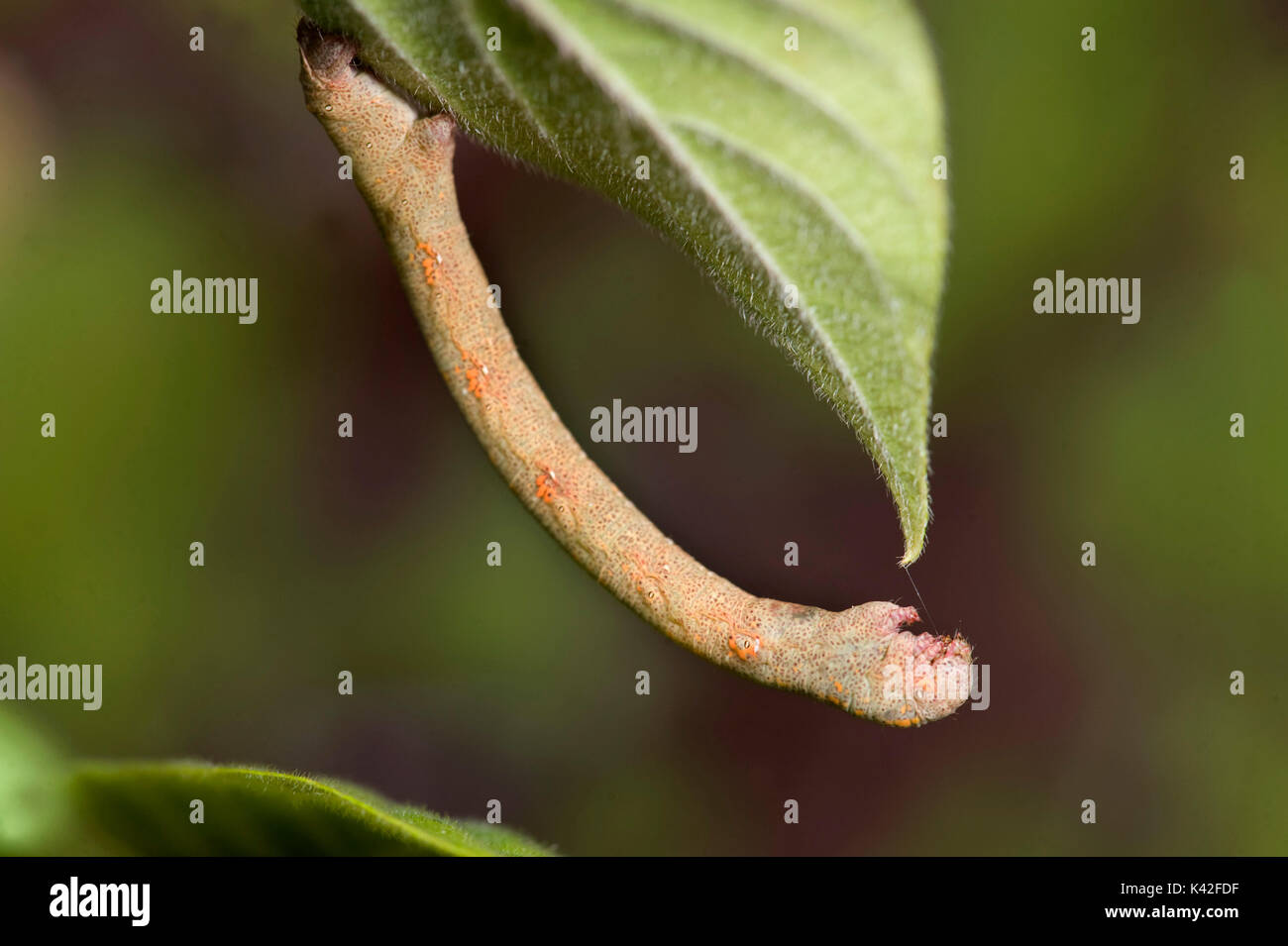 Looper Moth Caterpillar, Geometridae family, camouflaged under leaf