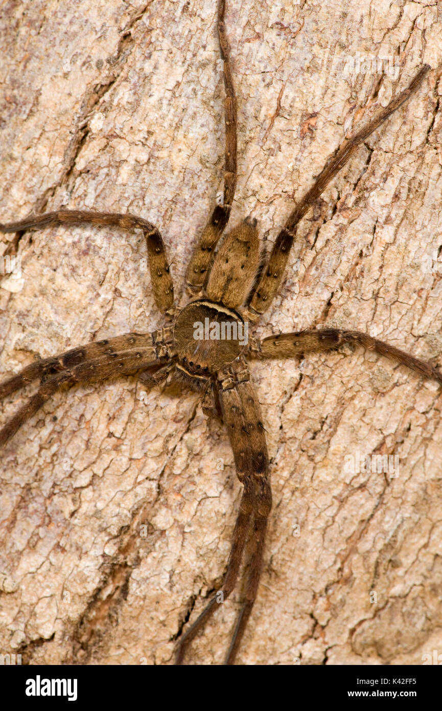 Huntsman spider, Heteropoda venatoria, Kanha Tiger Reserve, National Park, Madhya Pradesh, India Stock Photo
