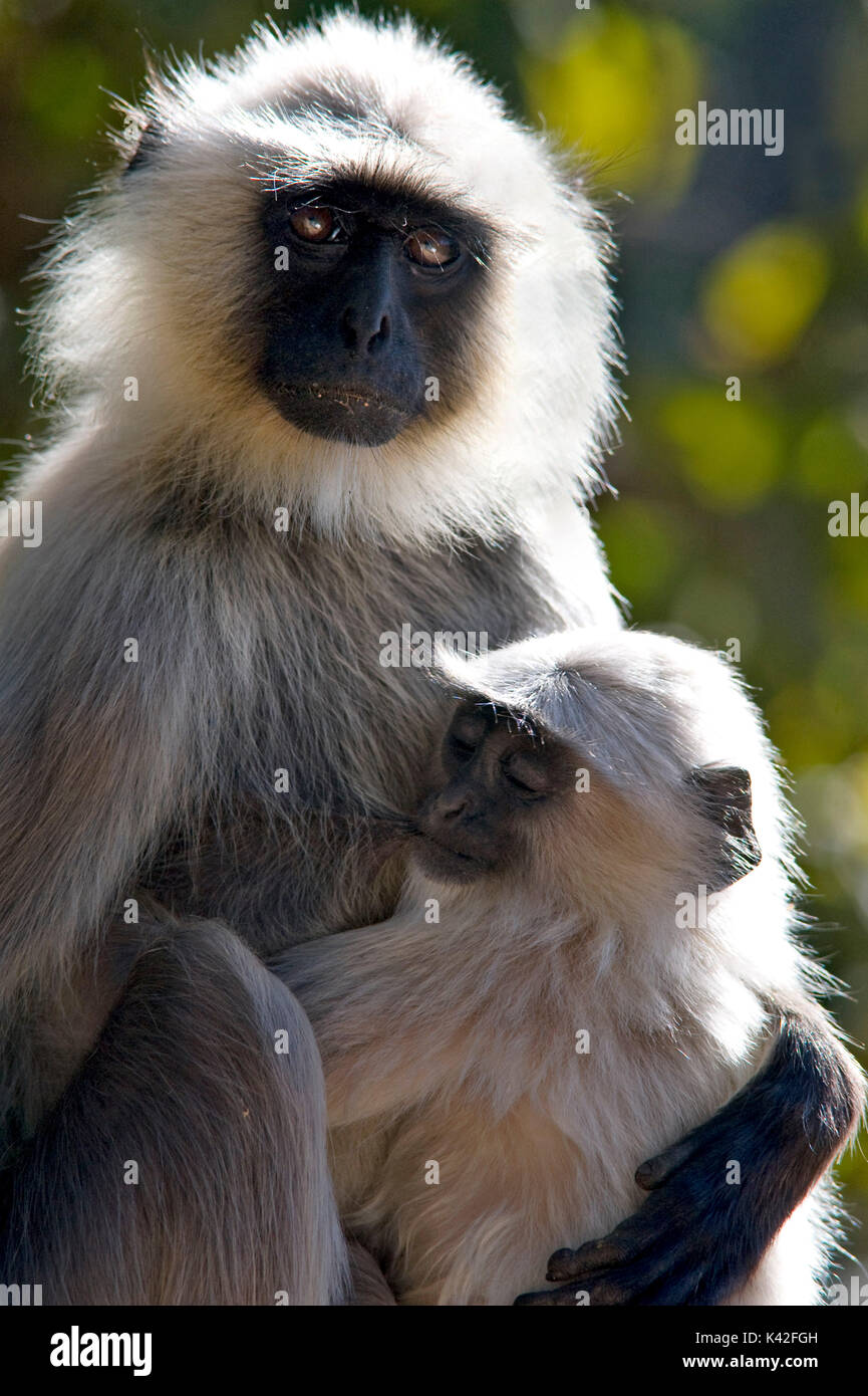 Langur monkey, Presbytis entellus, Mother & Baby,  sitting watching,  Kanha Tiger Reserve, National Park, Madhya Pradesh, India Stock Photo