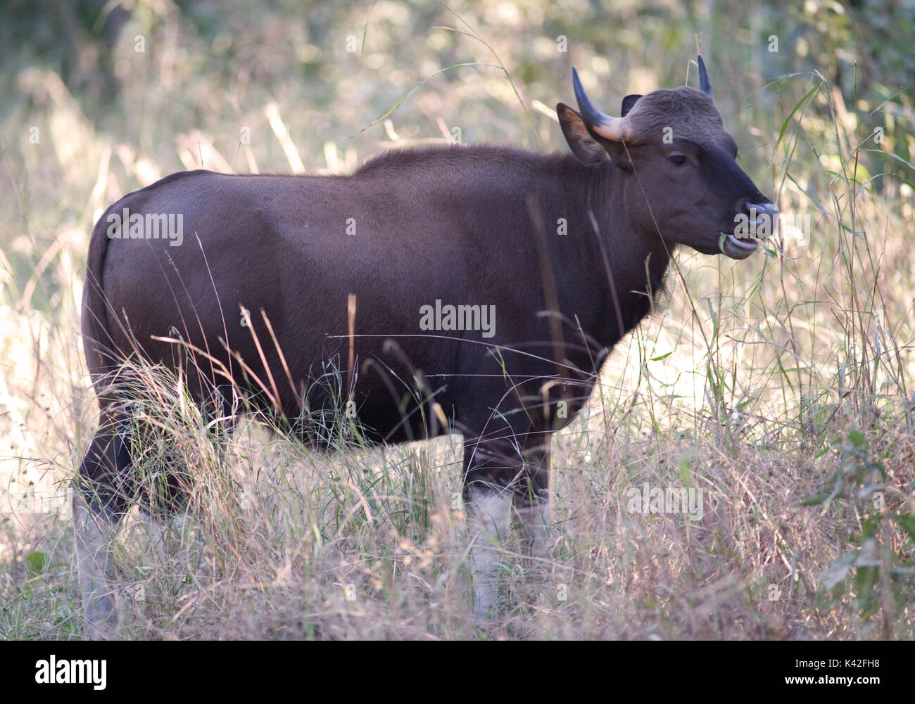 Gaur or Indian Bison, Bos gaurus, standing in grass, Kanha Tiger Reserve,  National Park, Madhya Pradesh, India, Vulnerable IUCN List Stock Photo -  Alamy
