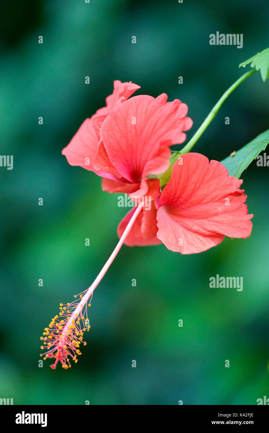 Red Hibiscus flower, Hibiscus rosasinensis, Rann of Kutch, Gujarat