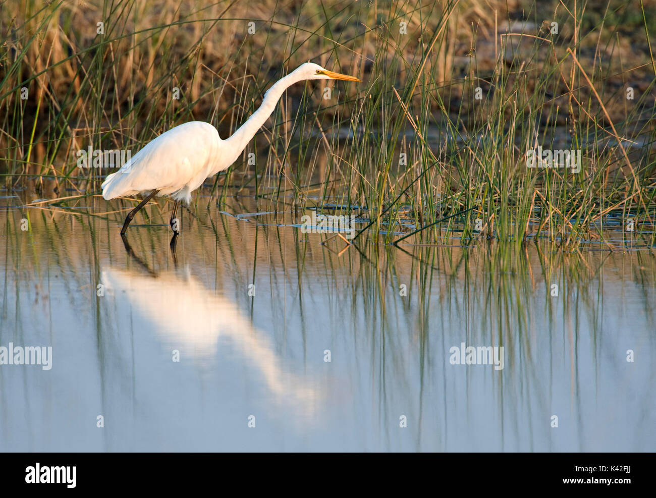 Ardea albus india hi-res stock photography and images - Alamy