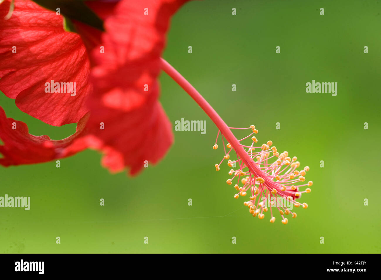 Red Hibiscus flower, Hibiscus rosasinensis, Rann of Kutch, Gujarat