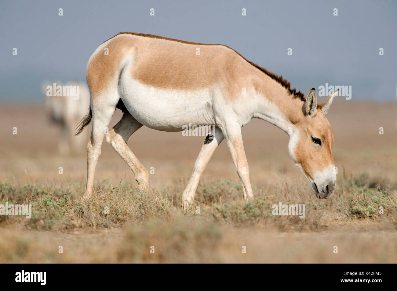 Indian wild ass, Equus hemionus khur, little Rann of Kutch, Gujarat, India, Endangered, IUCN Red List of Threatened Species Stock Photo - Alamy Indian wild ass, Equus hemionus khur, little Rann of Kutch, Gujarat, India, Endangered, IUCN Red List of Threatened Species Stock Photo - Alamy